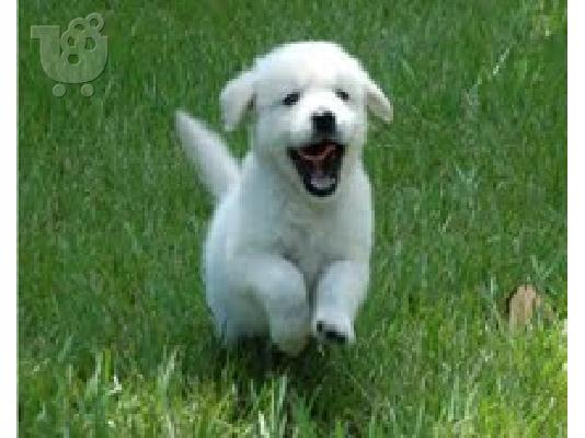 PoulaTo: γολδεν Ρετριεβερ